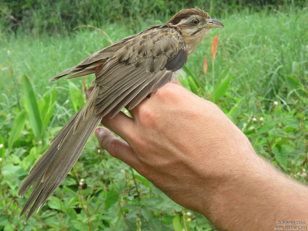 Striped Cuckooadult