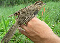 Striped Cuckoo