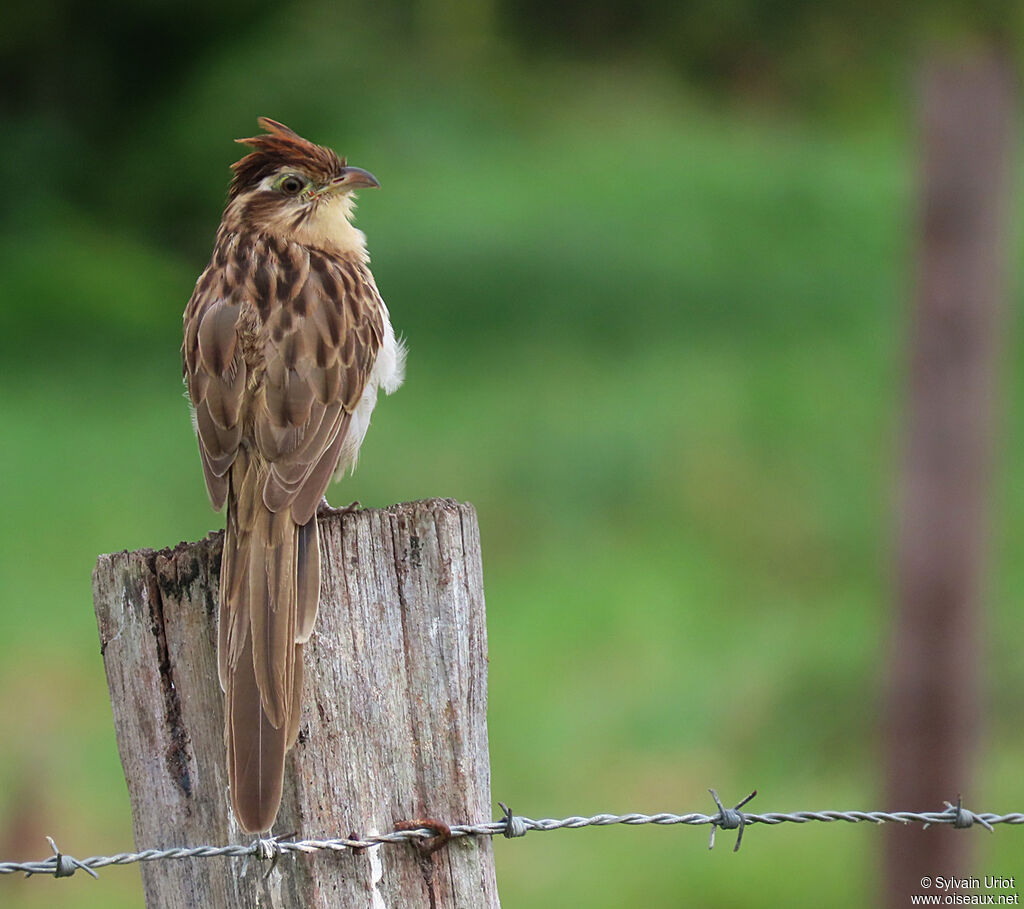 Striped Cuckooadult