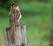 Striped Cuckoo