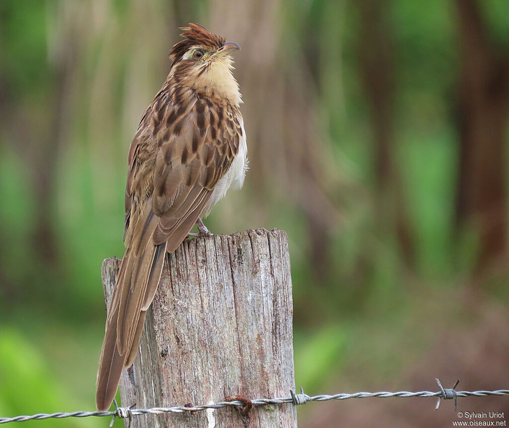 Striped Cuckooadult