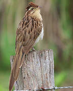 Striped Cuckoo