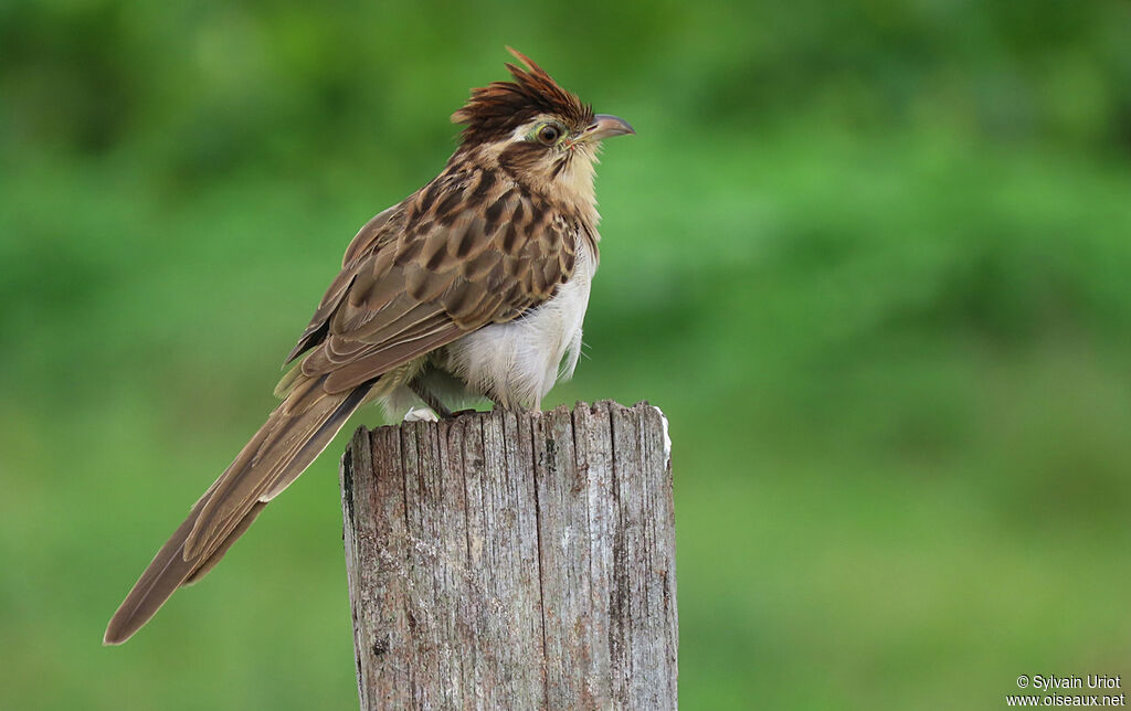 Striped Cuckooadult