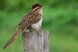 Striped Cuckoo