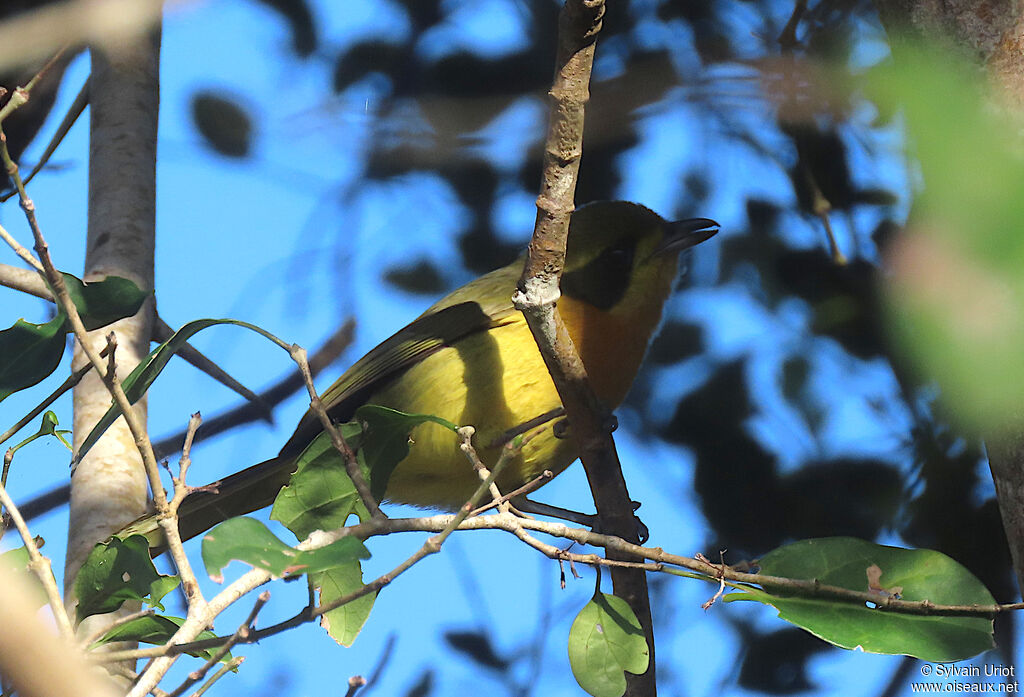 Olive Bushshrike male adult