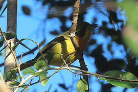 Olive Bushshrike