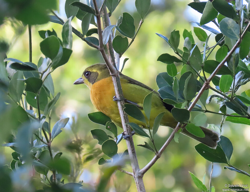 Olive Bushshrike male adult