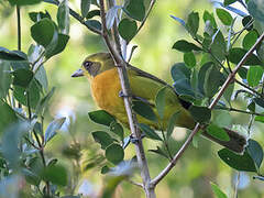 Olive Bushshrike