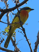 Orange-breasted Bushshrike