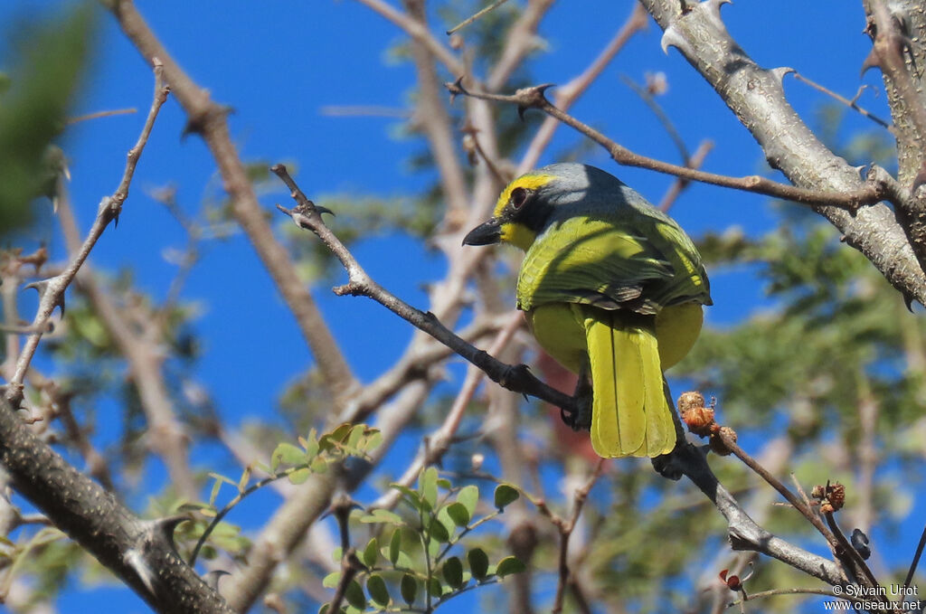 Orange-breasted Bushshrike