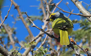 Orange-breasted Bushshrike