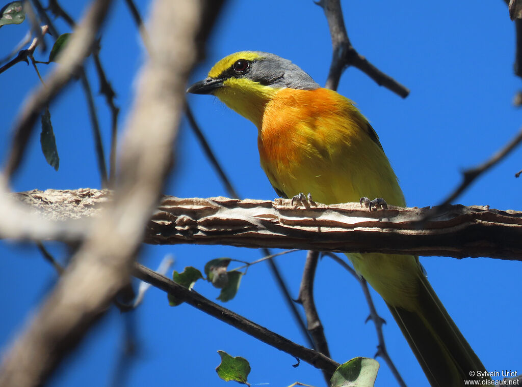 Orange-breasted Bushshrike