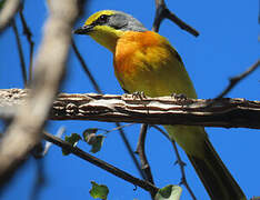 Orange-breasted Bushshrike