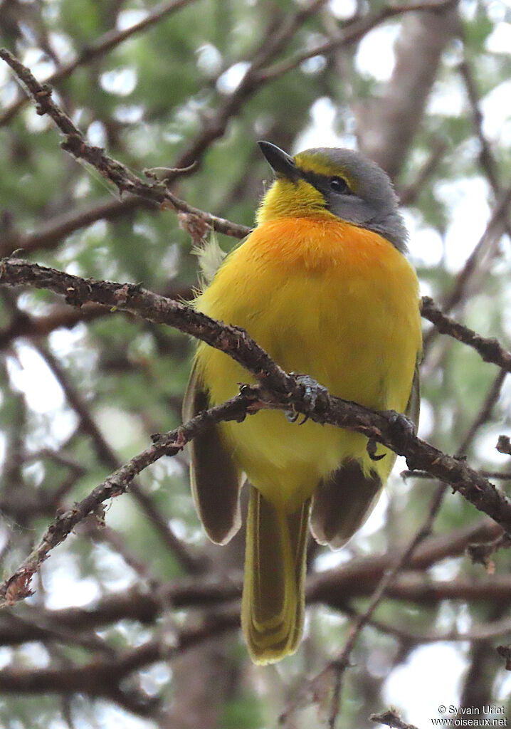 Orange-breasted Bushshrikeadult