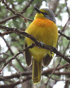 Orange-breasted Bushshrike