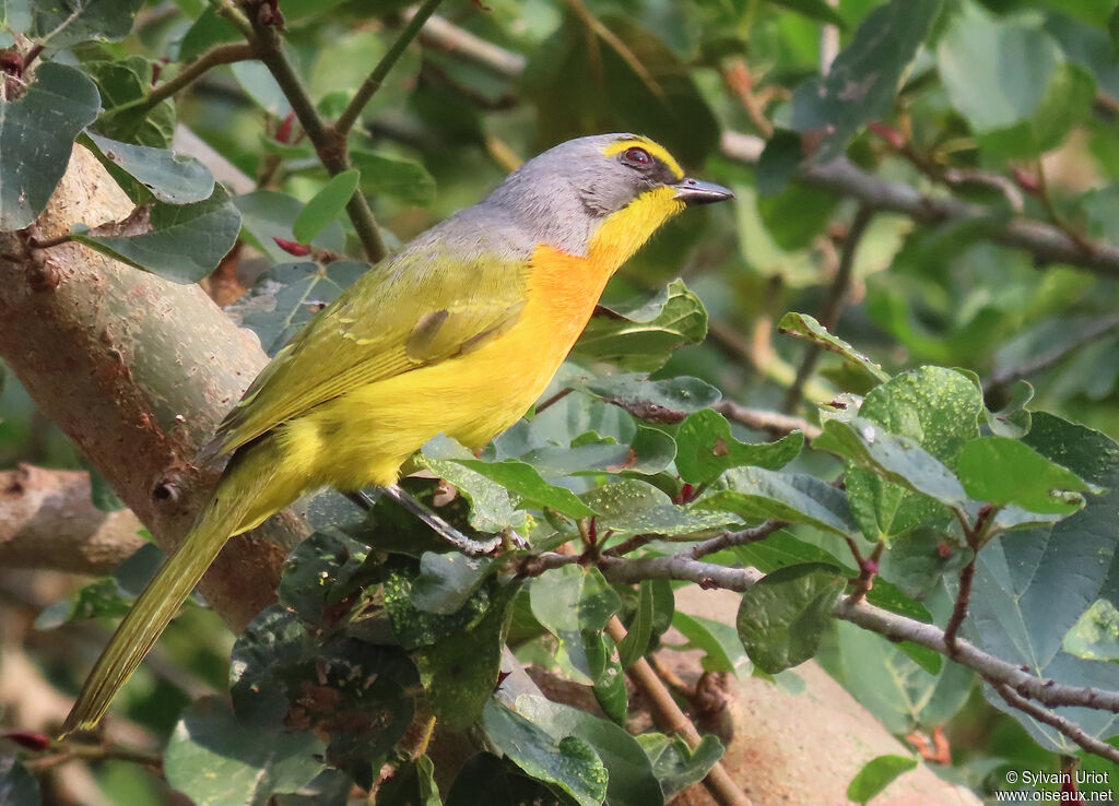 Orange-breasted Bushshrikeadult