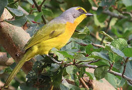 Orange-breasted Bushshrike