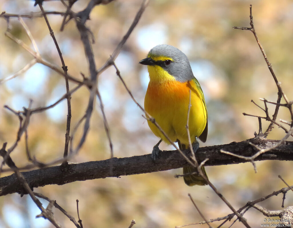 Orange-breasted Bushshrikeadult