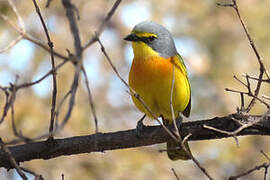 Orange-breasted Bushshrike