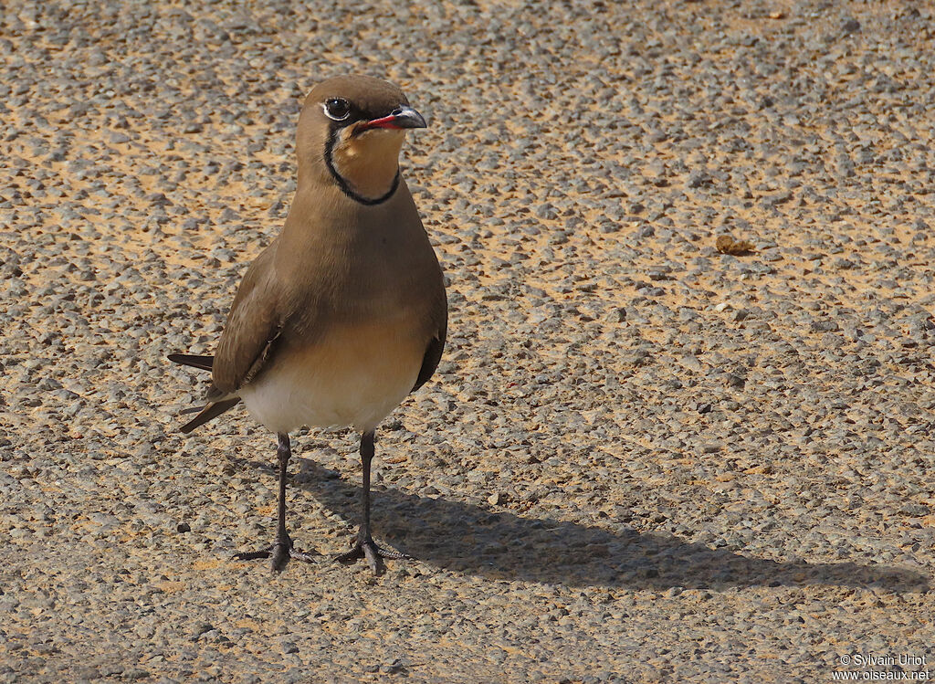 Collared Pratincoleadult