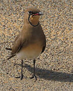 Collared Pratincole