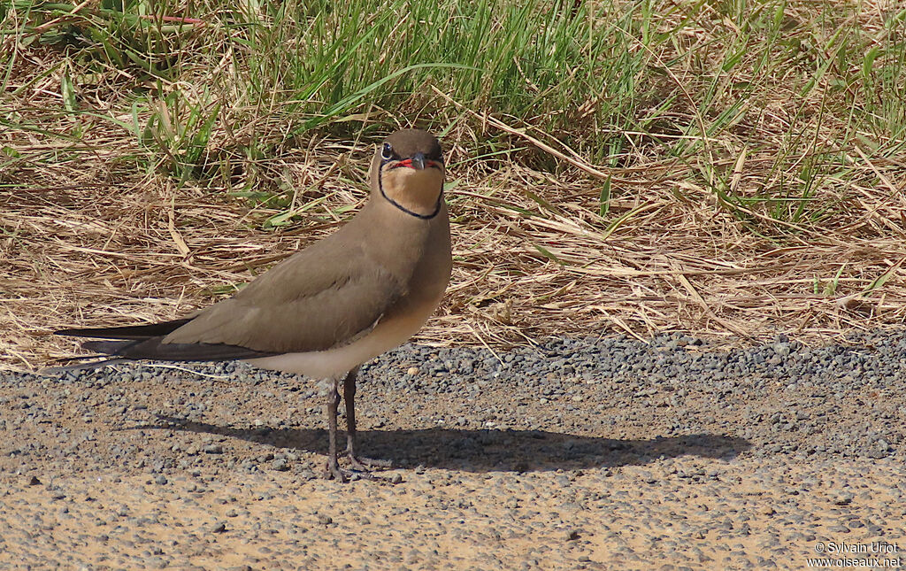 Collared Pratincoleadult