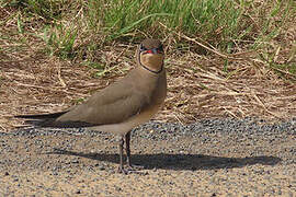 Collared Pratincole