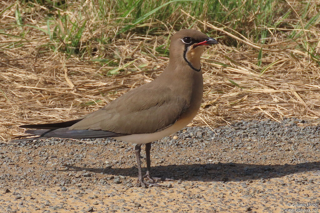 Collared Pratincoleadult