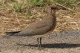 Collared Pratincole