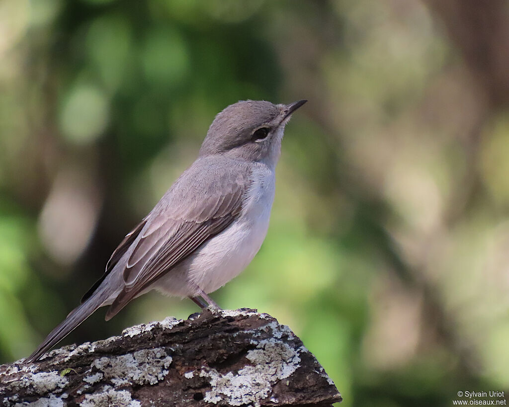 Ashy Flycatcheradult