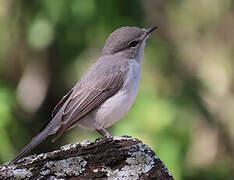 Ashy Flycatcher