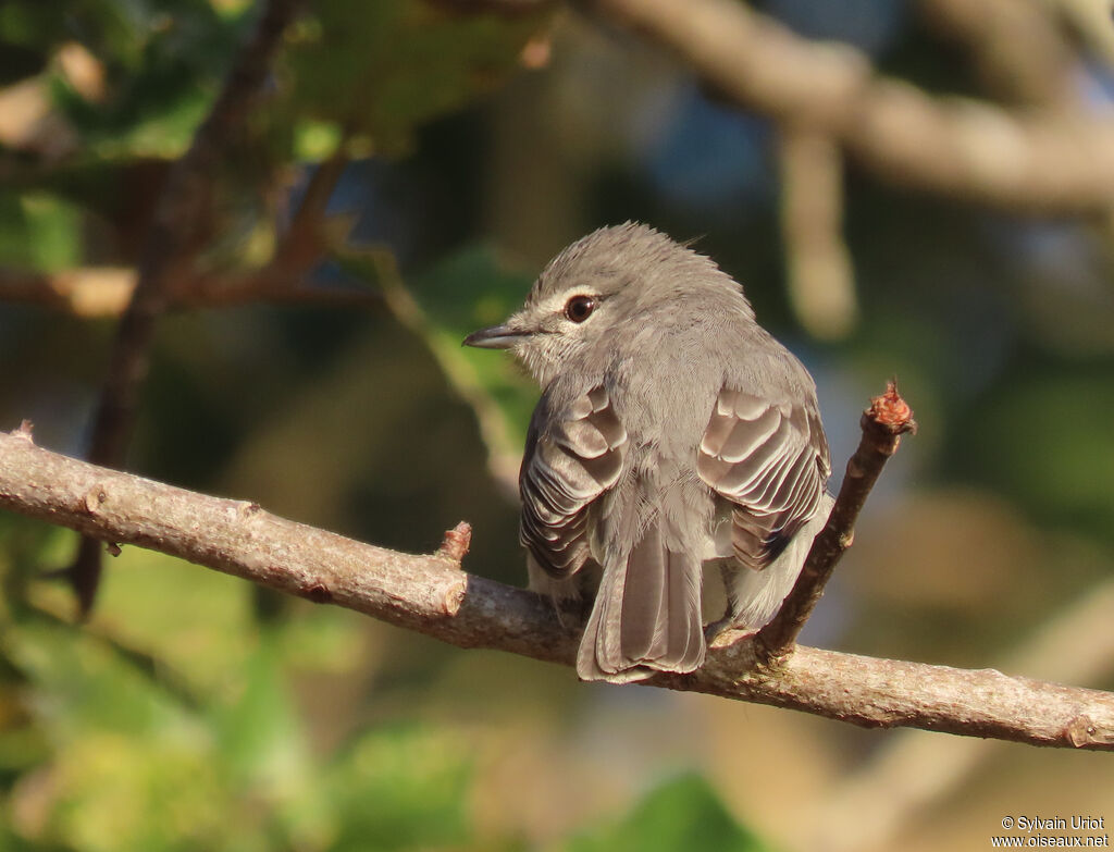 Ashy Flycatcheradult