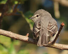 Ashy Flycatcher