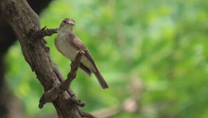 Gobemouche de Gambaga
