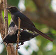 Gobemouche drongo