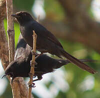 Gobemouche drongo