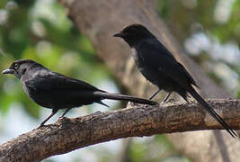 Northern Black Flycatcher