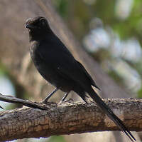 Gobemouche drongo