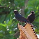 Gobemouche drongo