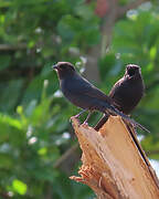 Northern Black Flycatcher