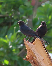 Gobemouche drongo