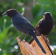 Northern Black Flycatcher