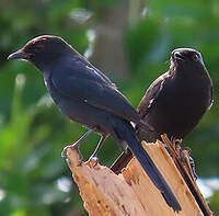 Gobemouche drongo