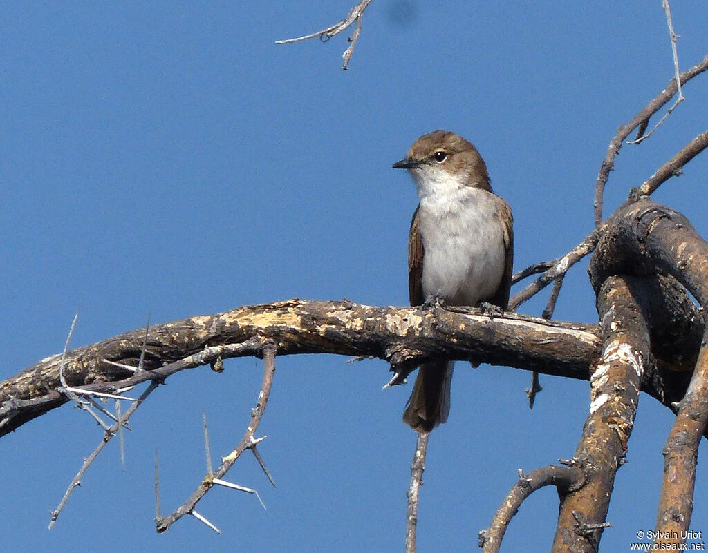 Marico Flycatcher