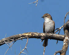 Marico Flycatcher