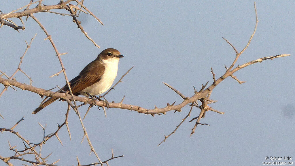 Marico Flycatcher