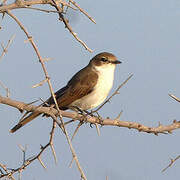 Marico Flycatcher