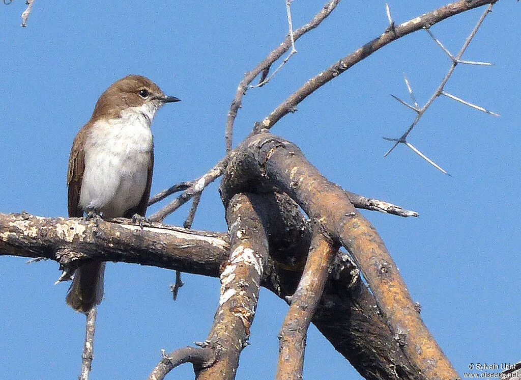 Gobemouche du Marico