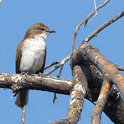 Marico Flycatcher