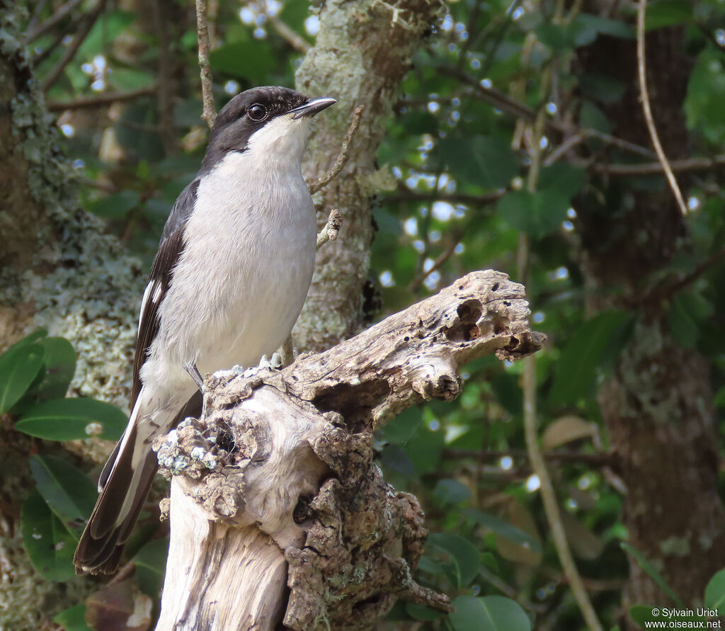 Fiscal Flycatcher male adult